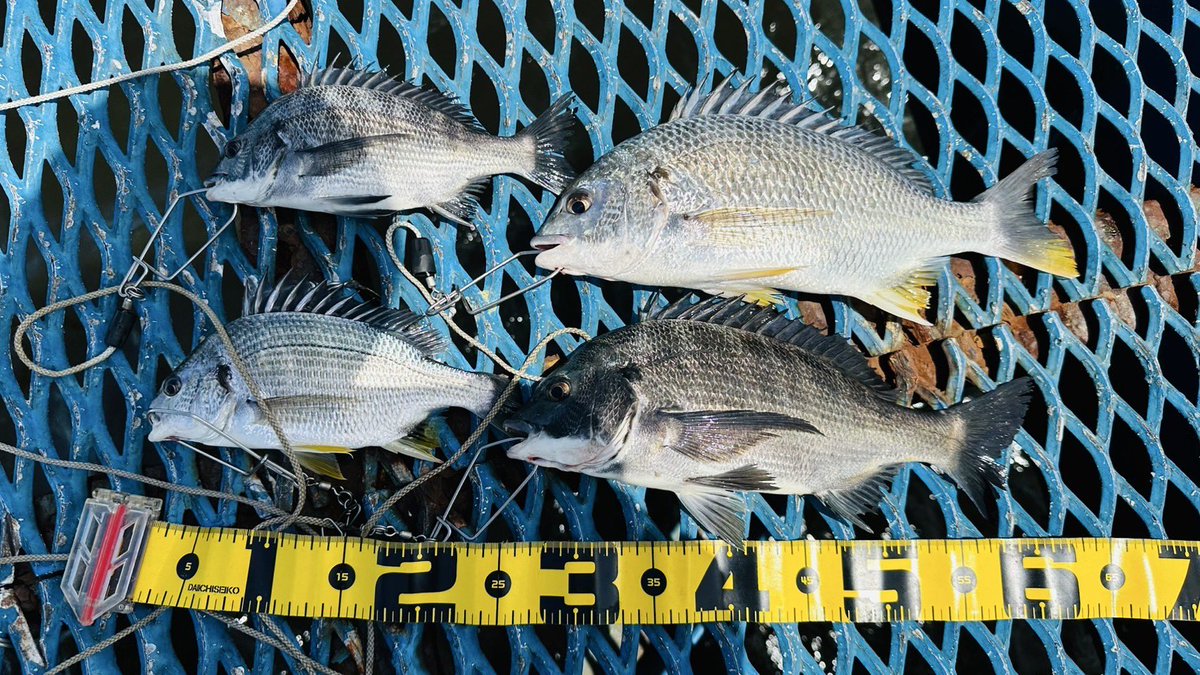 キビレ2枚黒鯛2枚
小さい2枚はリリースしてます😊✨
基本時にヘチ釣りしてますがキビレは底に居て餌を漁ってます。
イメージですが黒鯛は水面から1mから3mの柱に着いた貝の位置で釣れる印象🐟
キビレは完全に底で柔らかいルアーや投げ釣りに食って来ます。