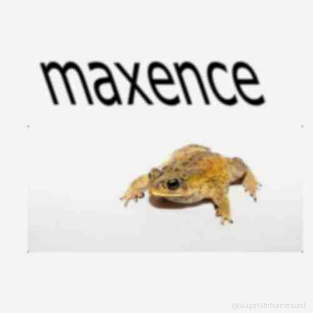 BugsWthNamesBot's tweet image. 🐸 Maxence