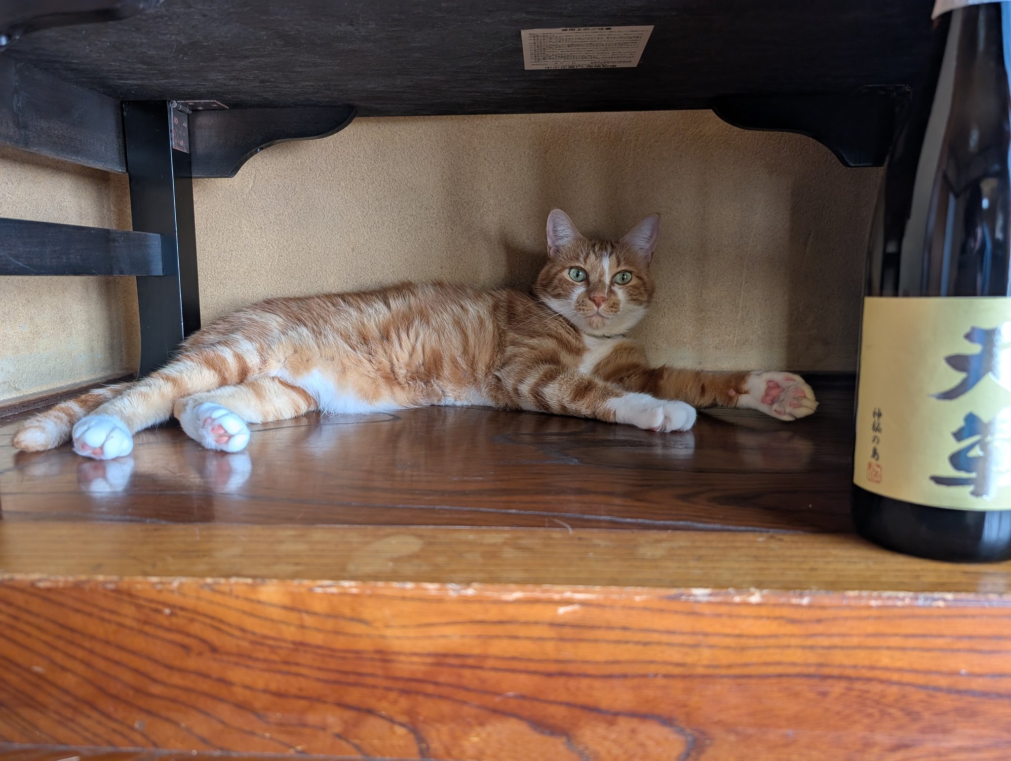 ーーーー　NANA猫⿴nananeko666  ーーーー Here's a night when cats just can't stop chattering. [Rescue