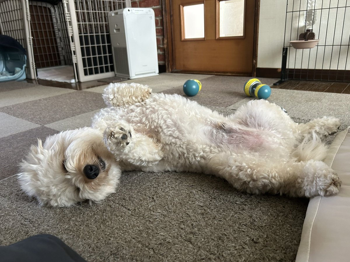 笑ってるように見えるけど

寝てるの🤫

🐶は夢見るのだろうか…
愛おしい🩷