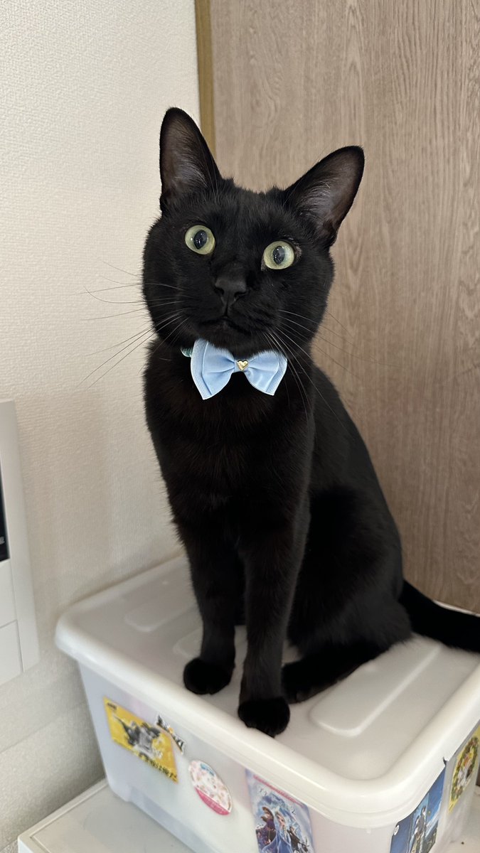黒猫PCフランス額に額装 黒猫PCフランス額に額装 高級感 黒猫PCフランス額に額装