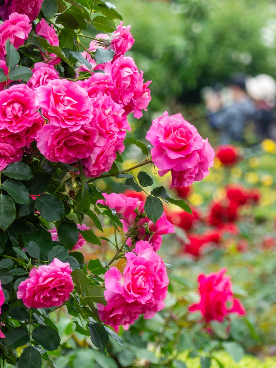 おそようございます。♪

新しいお花や自然の写真が撮れるまで、過去写真（未使用）で対応させて頂きます。

photo : 2025/5/18、習志野市谷津バラ園🌹

#TLを花で一杯にしよう

昨日も沢山ありがとうございました。

本日も宜しくお願いします。