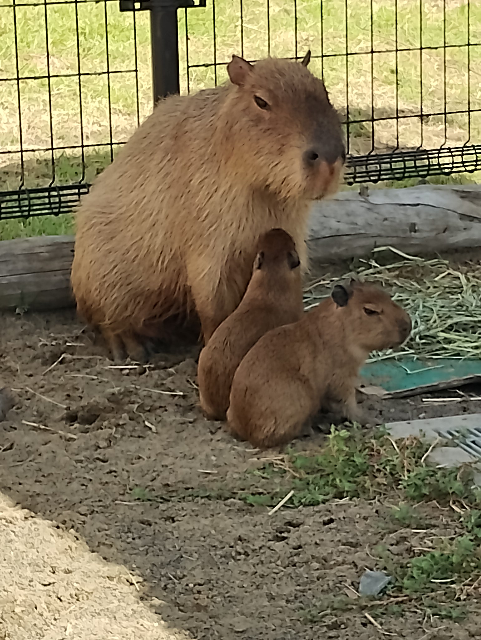 あらかわ遊園 on X: 