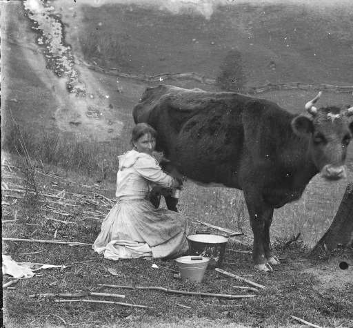 for pretty much all of eternity until 100 years ago, agriculture revolved around the dairy cow

almost every family owned a cow...they used it for milk, to mow the lawn, fertilize the soil and meat when it died

around the cow people grew some wheat, corn, potatoes and oats...and