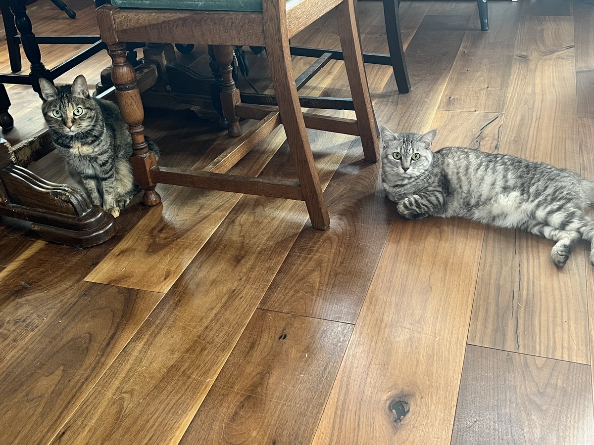 ねこ