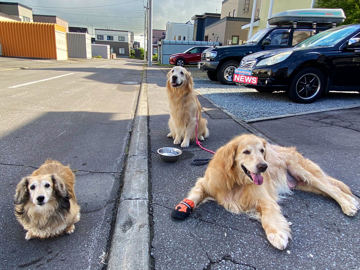 おはようです🌤

朝7時でも20℃くらいでさんぽも楽になったね〜😊

今朝は久しぶりにマイロ兄さんに会いに行ったよ🥰

ちょっと遠近法おかしくない？🤣

今日もよろしくねん😉