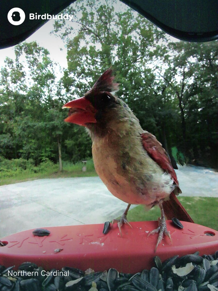 ULTRA_PAATRIOT's tweet image. Good night patriots.  Hopefully see you in the morning for coffee. Got the flu bug RN 

Female Cardinal came and visited this morning.  Funny how God’s creatures don’t have 37 genders?  #leftards could learn a thing or two.  

Gnite