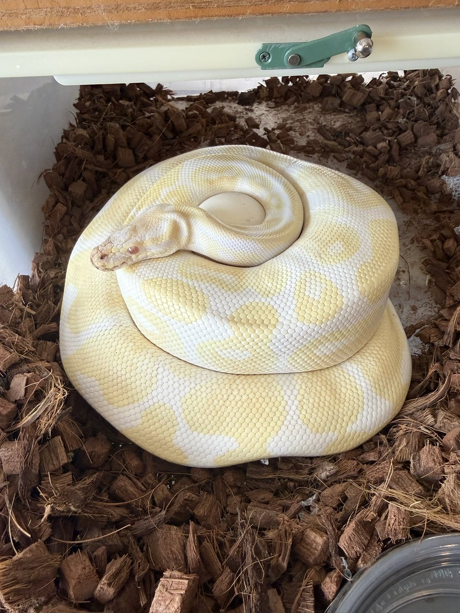Python_regius44's tweet image. Albino Clutch