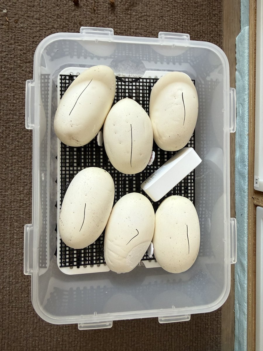 Python_regius44's tweet image. Albino Clutch