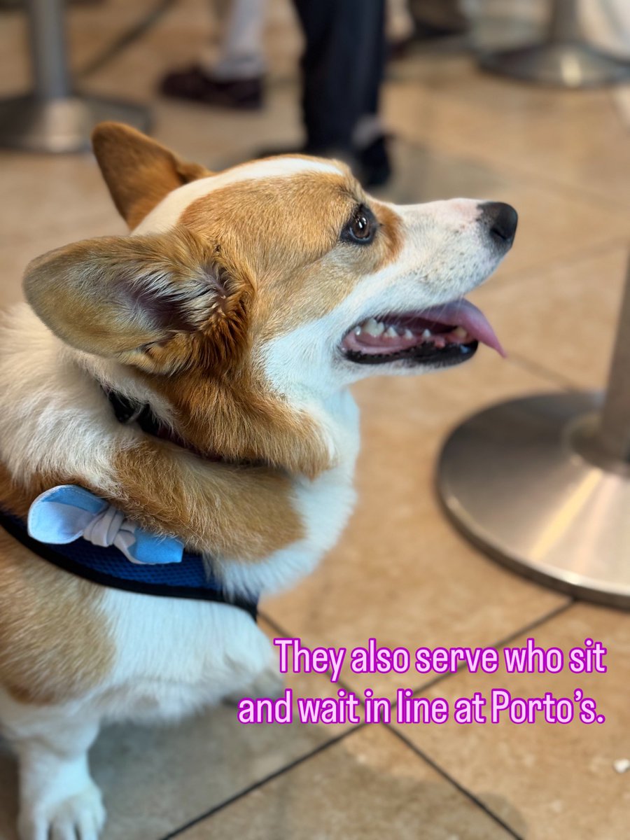 TedRogersLA's tweet image. #servicedogs