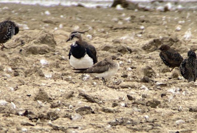 A late afternoon dash for this Black Winged Pratincole at Nebraska farm N Lincs, a cracking bird and find by the Gillatt’s.