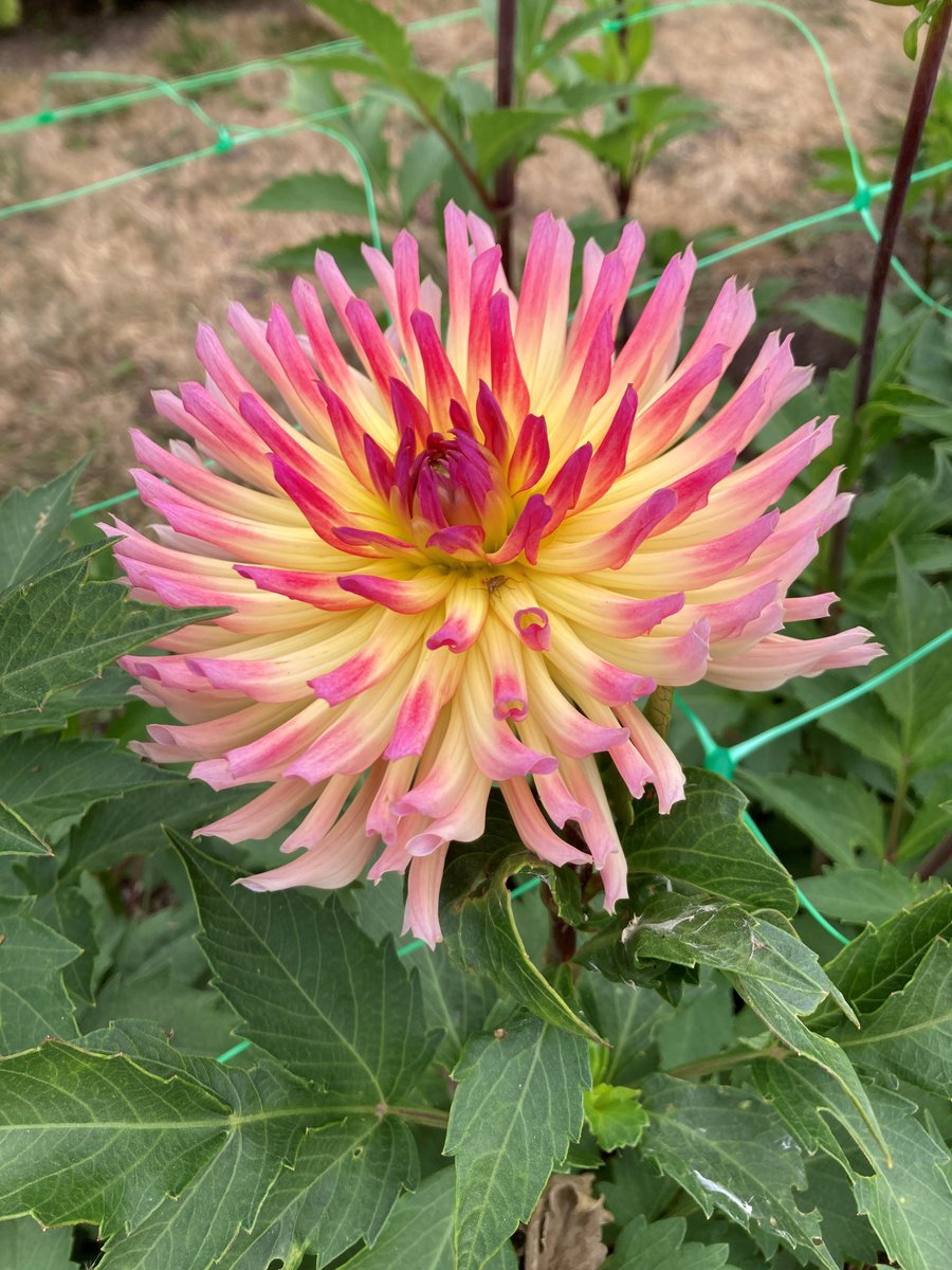 HelenYendall's tweet image. Fabulous afternoon picking dahlias, followed by a horse-box grazing board lunch and prosecco, at @Webbsgc &apos;s Flora Fields in Wychbold! Good start to the Bank Holiday weekend!