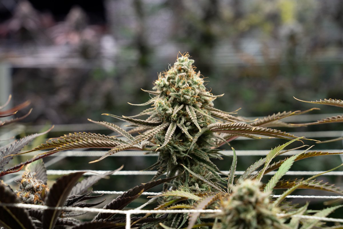 Frozen OG throwing chunkers 💪