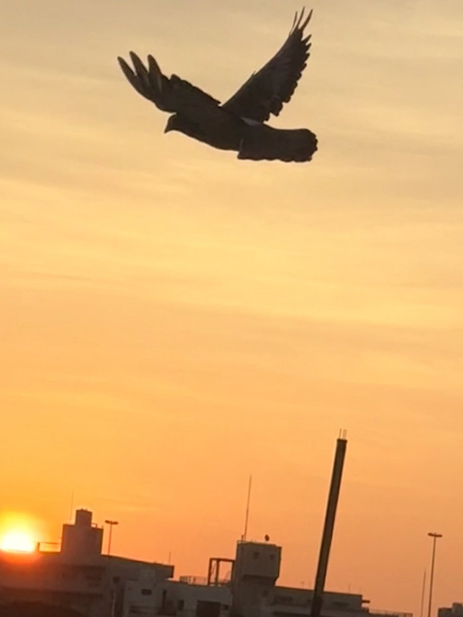 おはようございます。
僕も翼が欲しい。