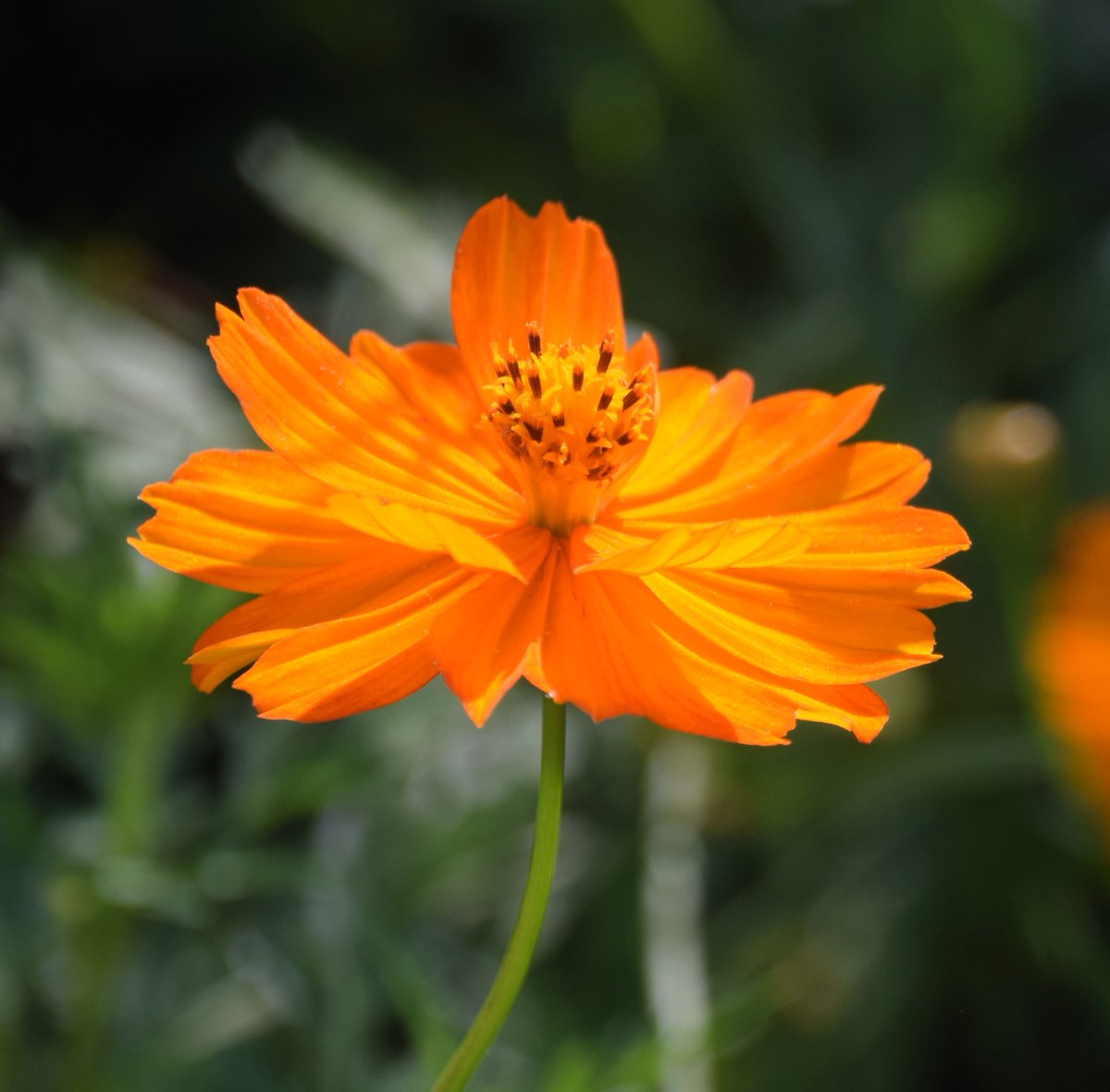 おはようございます
キバナコスモスの花言葉『自然美』
楽しい日曜日をお過ごしください🌻

＃富山県中央植物園