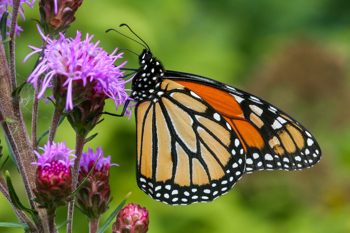Backyard Ecology🐝🦋 (@backyardecology) on Twitter photo The monarch activity has slowed down a bit. Only four monarchs today. #butterfly #butterflies #Lepidoptera #Illinois #nature #photography #SaveTheMonarch #photographylovers #wildlifephotography The monarch activity has slowed down a bit. Only four monarchs today. #butterfly #butterflies #Lepidoptera #Illinois #nature #photography #SaveTheMonarch #photographylovers #wildlifephotography