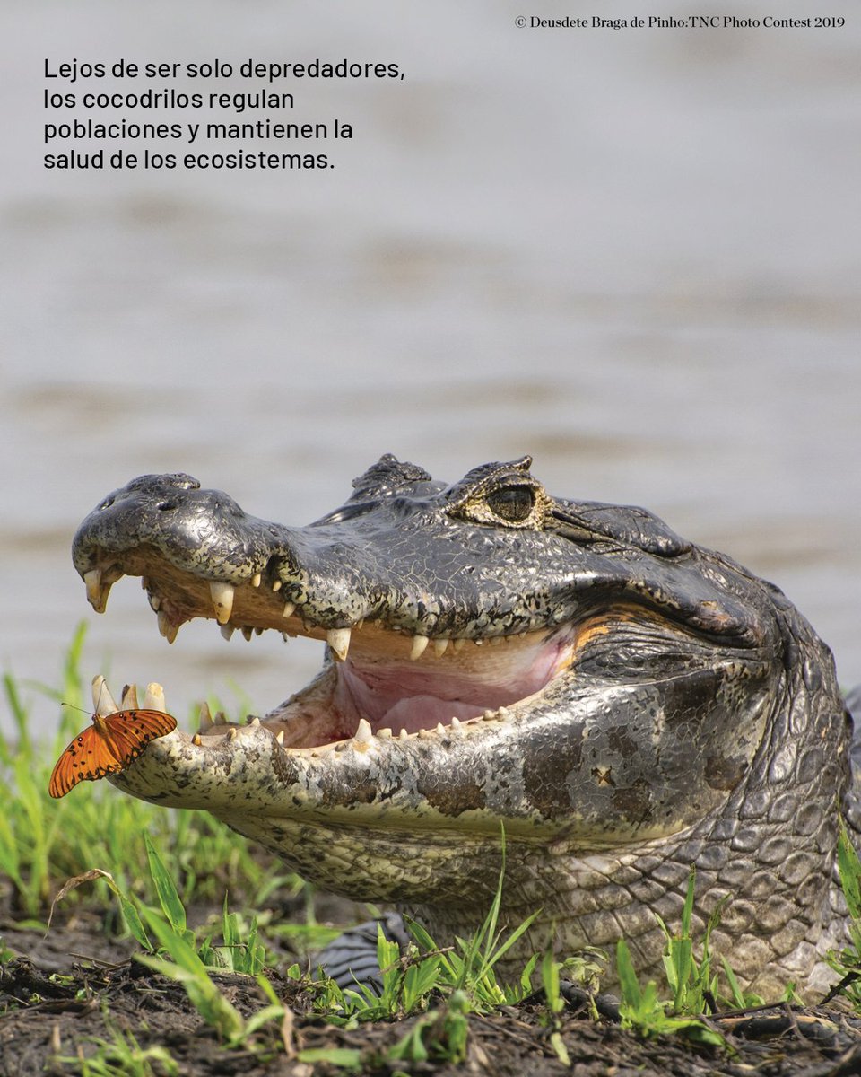 TNCLatinAmerica's tweet image. 🐊🌿Aunque puedan parecer amenazantes, los cocodrilos son esenciales para la salud de los ecosistemas acuáticos. 

Descubre en nuestro blog cómo TNC trabaja por su protección y la de los ecosistemas que mantienen con vida: 

#Biodiversidad #Conservación #Cocodrilos #AméricaLatina