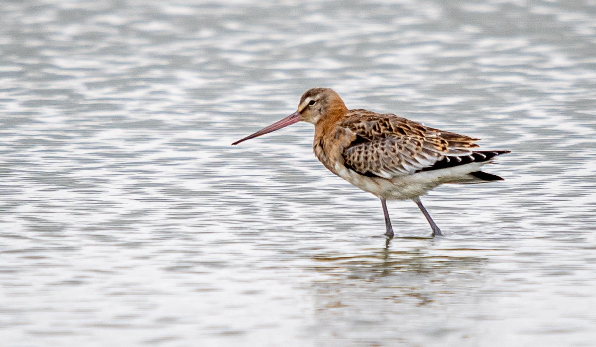 Allan Burrows tweet media