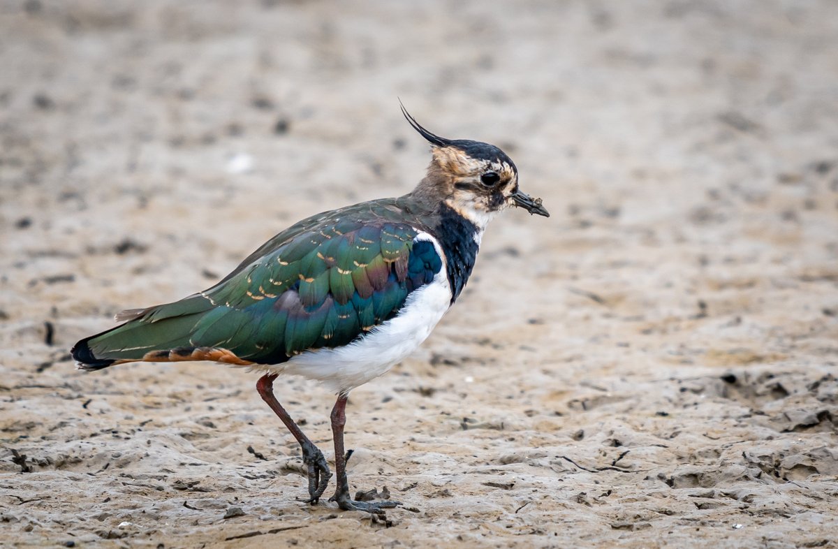 Allan Burrows tweet media