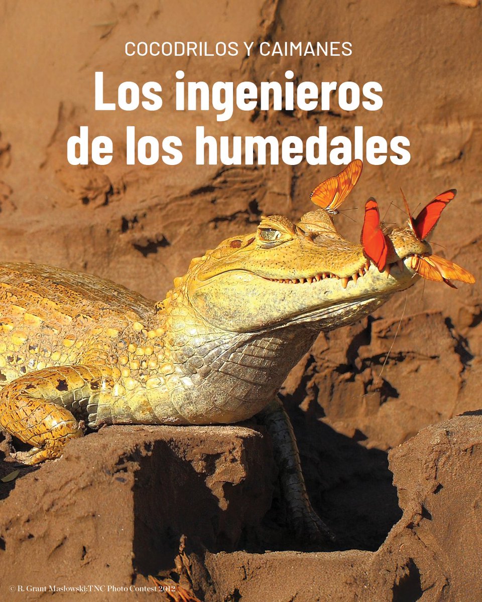 TNCLatinAmerica's tweet image. 🐊🌿Aunque puedan parecer amenazantes, los cocodrilos son esenciales para la salud de los ecosistemas acuáticos. 

Descubre en nuestro blog cómo TNC trabaja por su protección y la de los ecosistemas que mantienen con vida: 

#Biodiversidad #Conservación #Cocodrilos #AméricaLatina