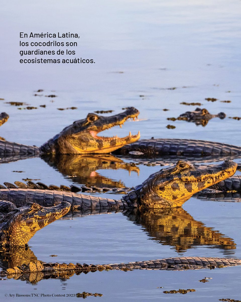 TNCLatinAmerica's tweet image. 🐊🌿Aunque puedan parecer amenazantes, los cocodrilos son esenciales para la salud de los ecosistemas acuáticos. 

Descubre en nuestro blog cómo TNC trabaja por su protección y la de los ecosistemas que mantienen con vida: 

#Biodiversidad #Conservación #Cocodrilos #AméricaLatina