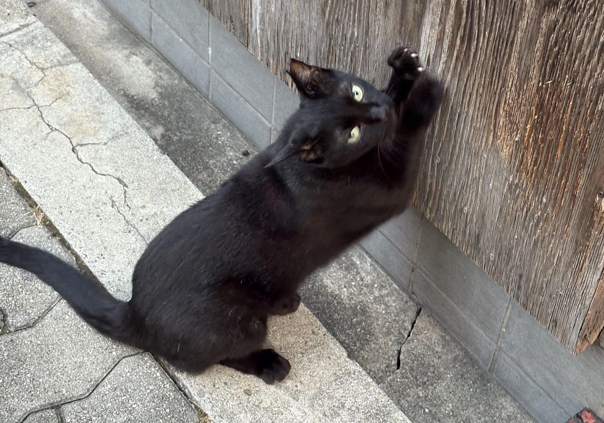 ♡ ねこちゃん 様、専用♡※他の方はご遠慮ください‼️ ねこ末端🐈新連載始まったよ (@nekomattaaaaan) / X
