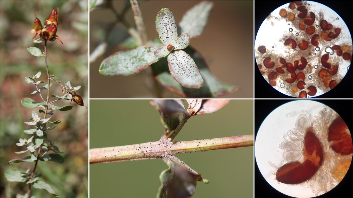 wheatpath's tweet image. Powdery #mildew on imperforate St John's-wort (#Hypericum maculatum) caused by #Erysiphe hyperici (near Moudeyres, FR).