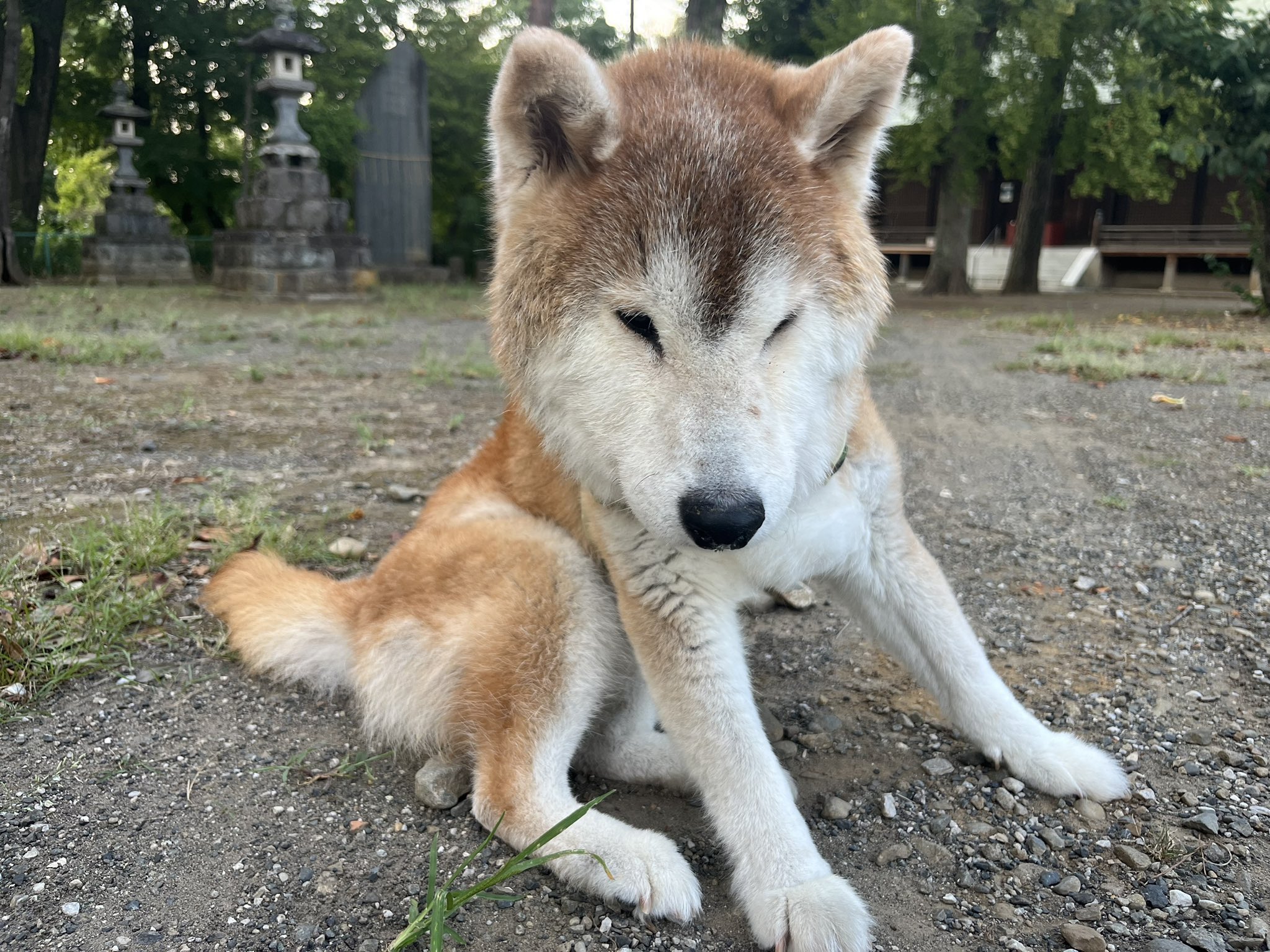 柴犬 Shibe enjoys the maximum wind speed air conditioner after a