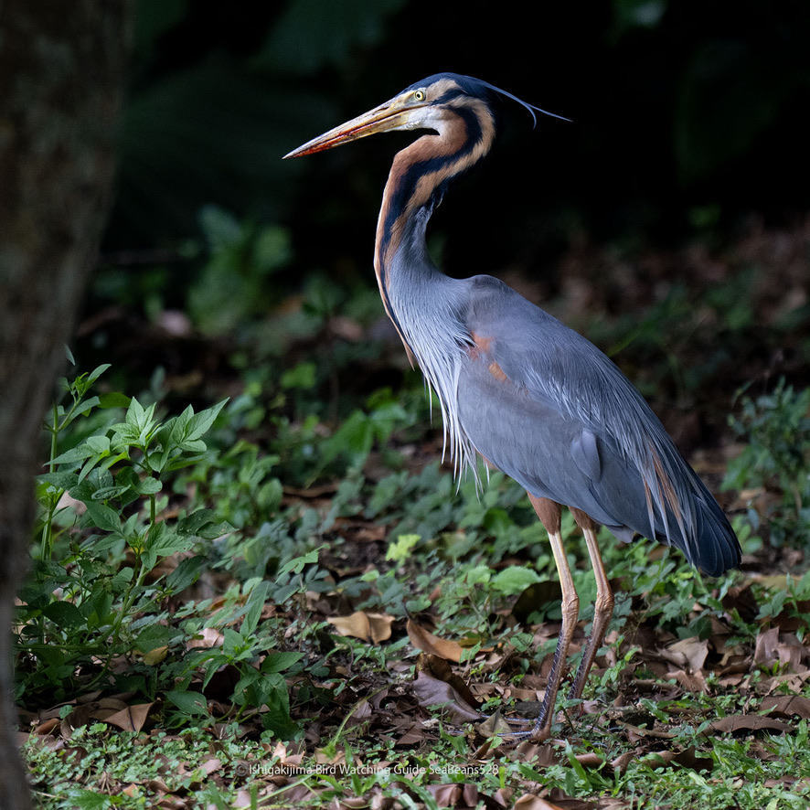 美しいムラサキサギ。
