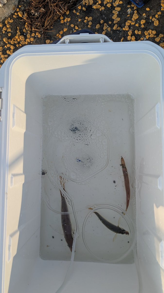 横浜の金アジが食べたくて昨日から夜釣り開始😁
朝マヅメ、ほんの一瞬の時合でアジゲット😎
一匹はお刺身レギュラーサイズでやんす(笑)