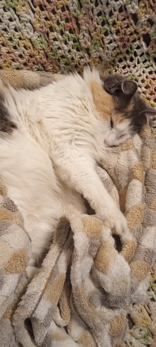 La gata me combina con la manta del sillón 💞😻