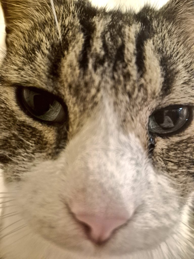 Uh. Is it suppertime? #Caturday