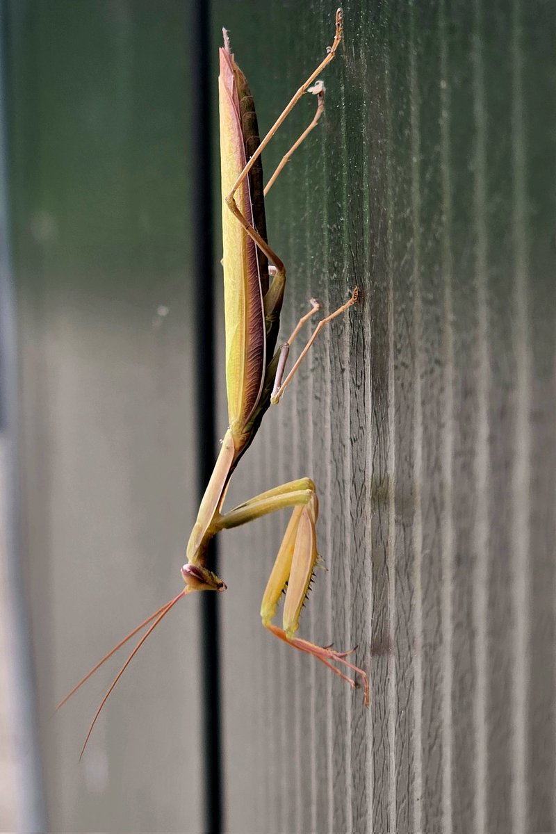 En hier in Limburg zit de Europese bidsprinkhaan om te vallen: