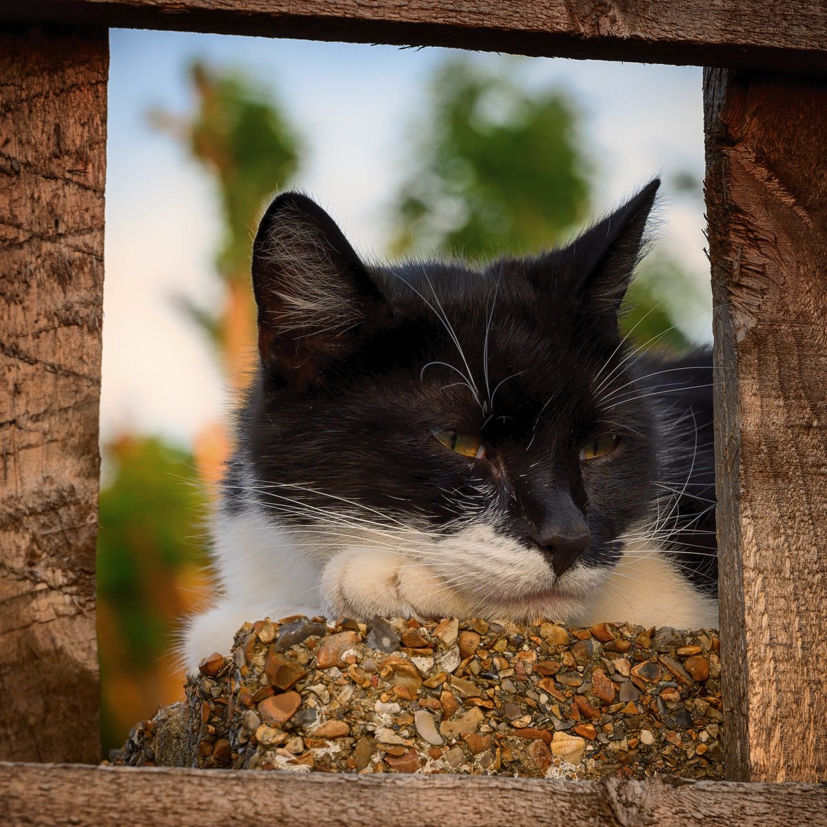 Petless for the first time in over 20 years.

Loki walked over the rainbow bridge to join his sisters and Ollie dog.

My lap feels very empty tonight.