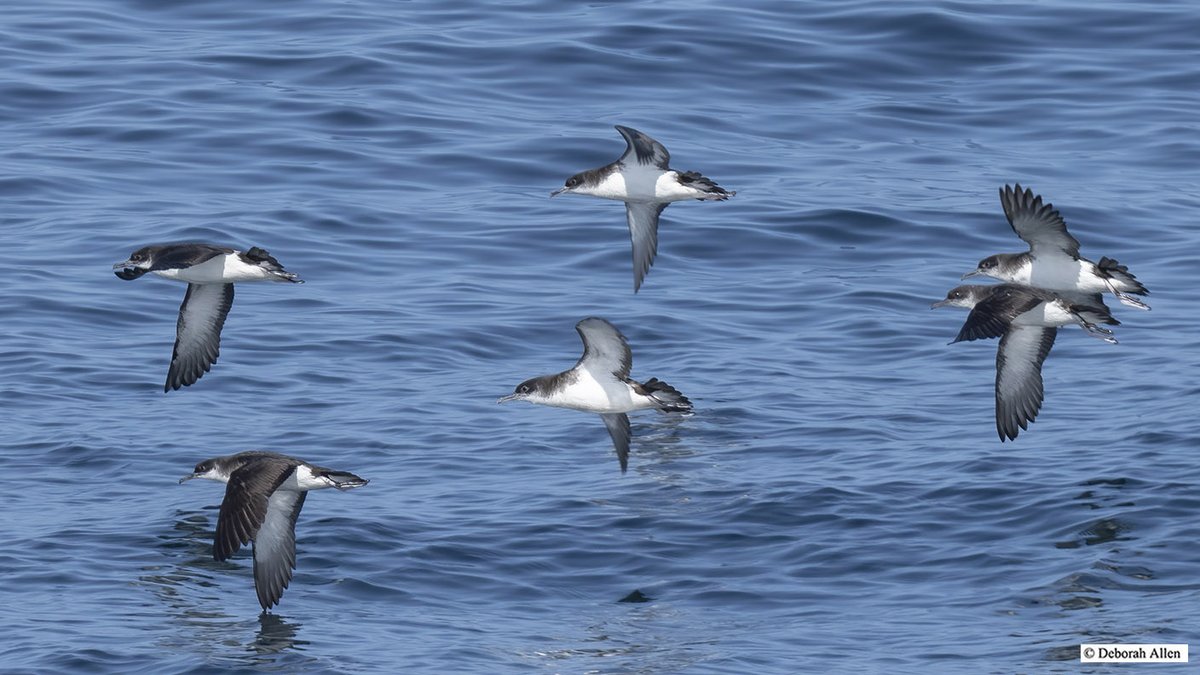 Deborah Allen (@dallennyc) on Twitter photo From August 6th, on the Scillonian III, crossing from Penzance, Cornwall to St. Mary's, Scilly Isles. A very small part of a flock of Manx Shearwaters. <a href="/BirdingBobNYC/">Robert DeCandido PhD</a> and I saw around 1500 of these birds in many flocks during the 3-hour trip. From August 6th, on the Scillonian III, crossing from Penzance, Cornwall to St. Mary's, Scilly Isles. A very small part of a flock of Manx Shearwaters. <a href="/BirdingBobNYC/">Robert DeCandido PhD</a> and I saw around 1500 of these birds in many flocks during the 3-hour trip.