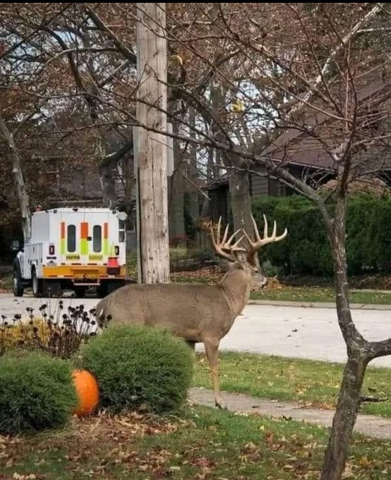 I might have to knock on some doors to hunt lol  #Hunting