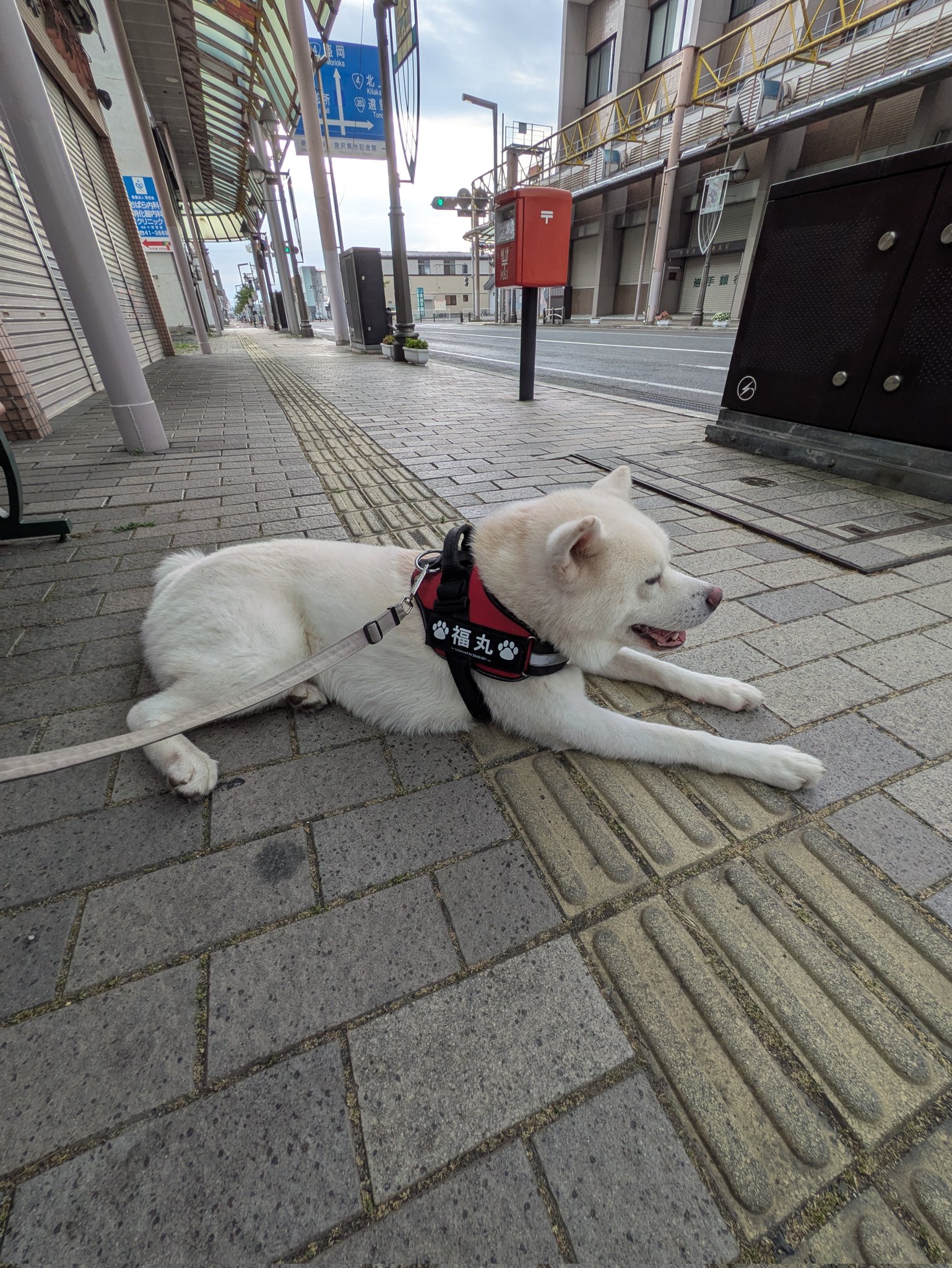 犬丸2点おまとめ 秋田犬 福丸 on X: 