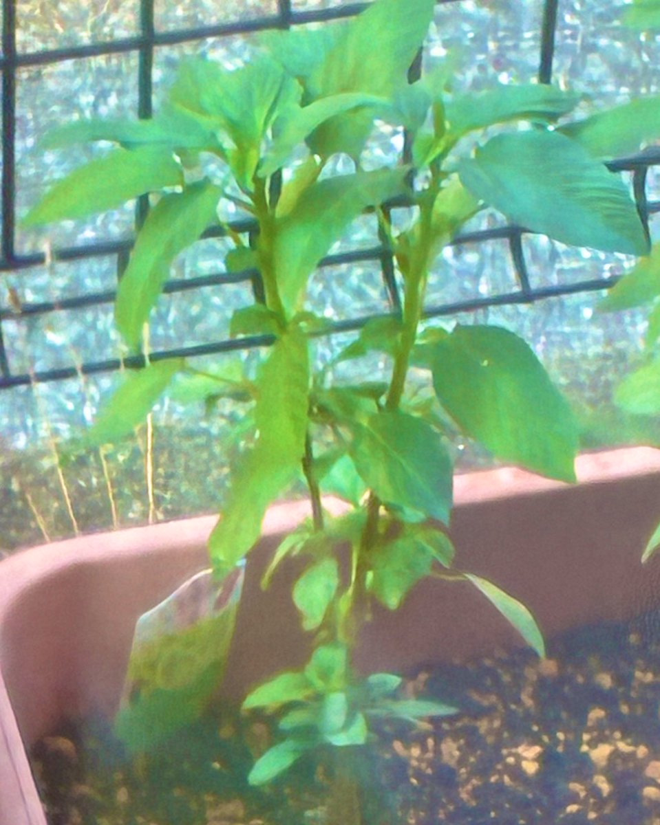 おはようございます(*´︶`*)ﾉ
モルモット、ウサギ捏ね捏ね職人の朝は早い、、、
🐰「素人は黙っとれ」

そしてそろそろモロヘイヤを少し収穫して食べてみようかなー、と思います🌿🌿🌿

🐰「僕が食べれる物も育てて(*´︶`*)ﾉ」
ハーブ系育てたいけど、あれは爆発的に繁殖してテロになるからね、、、