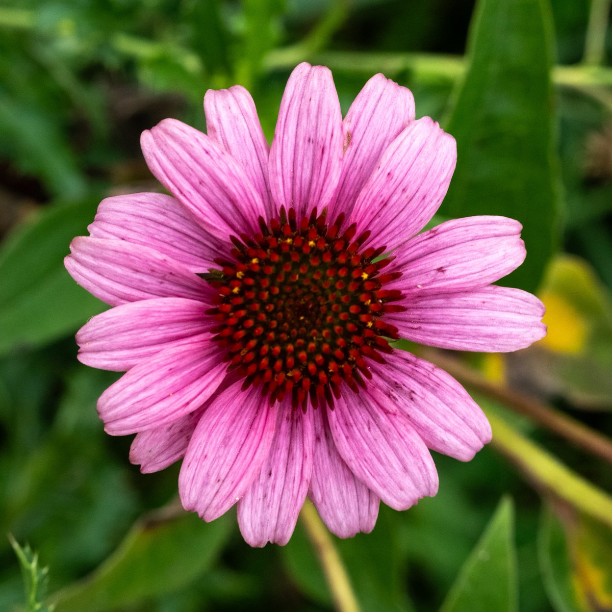 Charlie_Kral3's tweet photo. Testing out the fx2 at the pollinator garden https://t.co/t1FPKaTkI8