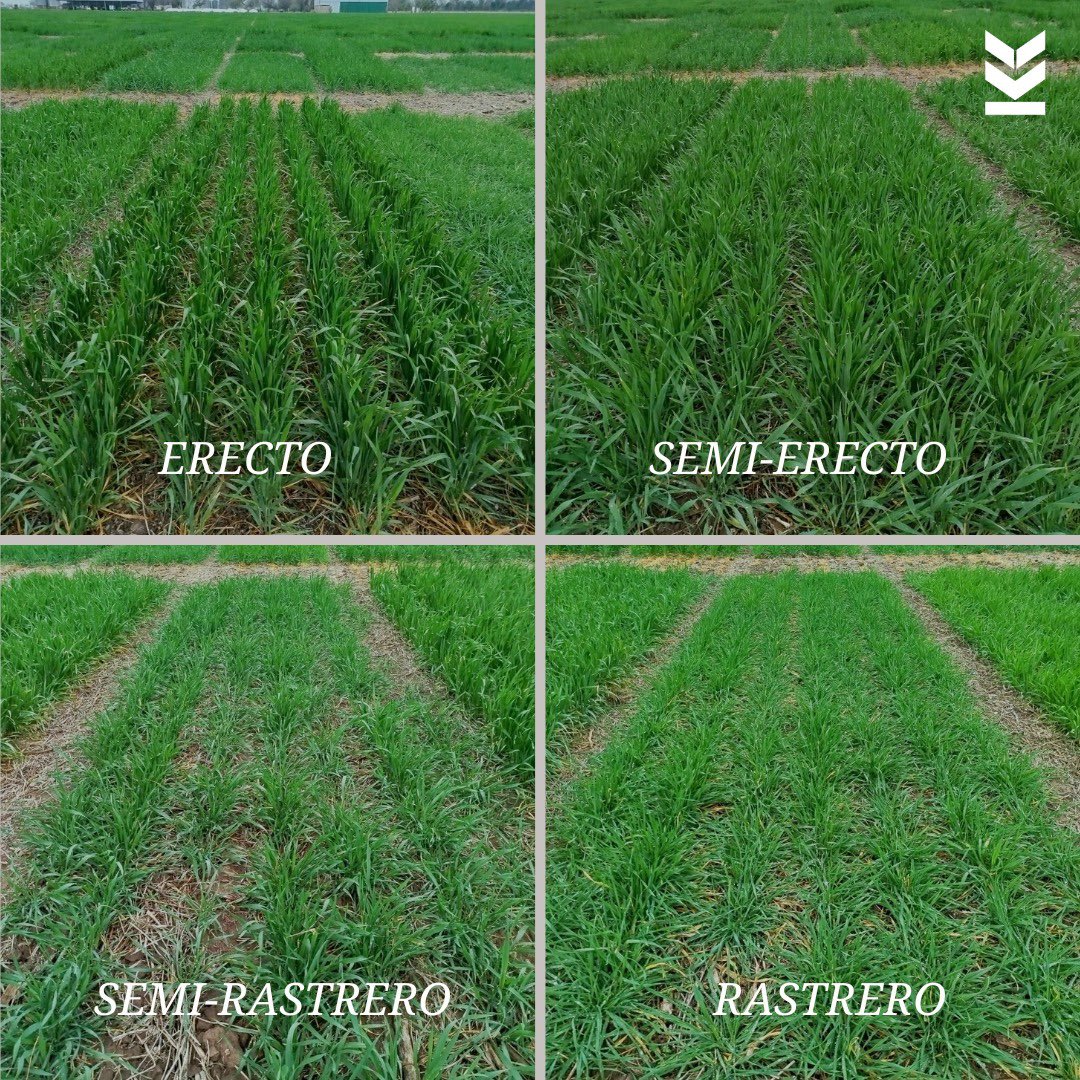 PORTE VEGETATIVO EN TRIGO 🌾

En su crecimiento inicial se diferencian 4 tipos de porte vegetativo según la genética de la cual proviene la variedad:
- ERECTO
- SEMI-ERECTO
- SEMI-RASTRERO
- RASTRERO

#kleinsemillas #genéticaklein #campoargentino #criaderoklein #rinde