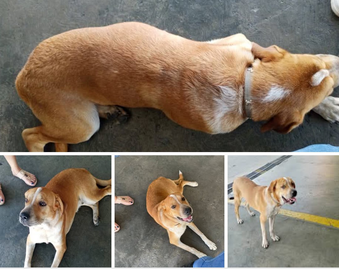 EXTRAVIADO RP <a href="/aidalopezmendez/">Aída López-Méndez</a>: DE BUSCA A SUS DUEÑOS
Perro macho, muy jóven, tal vez menos de un año de edad, apareció este pasado jueves 21/08/25 en Chacao, tiene collar, no está castrado. Info 0414-9157261
Ayúdalo a volver a casa, difunde 🙏🏻🆘
