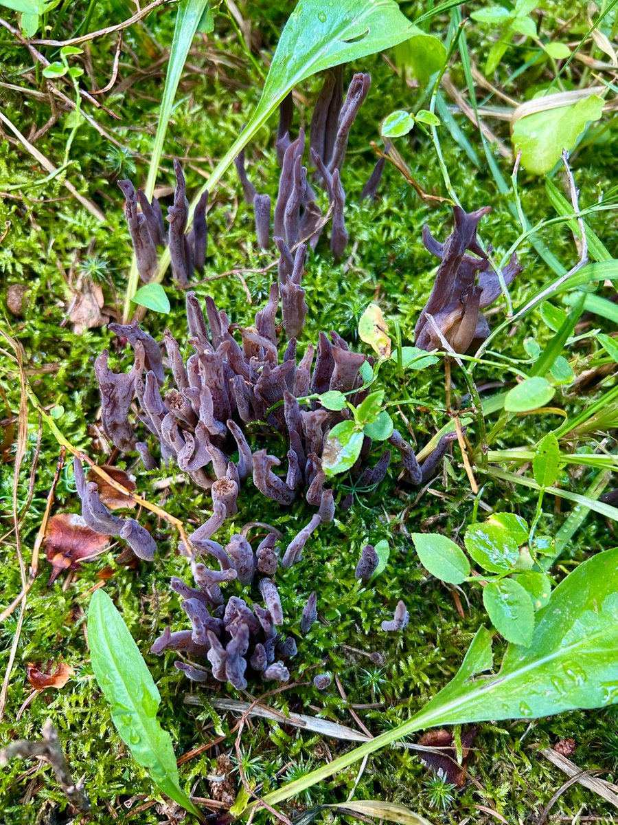 sparrow_return's tweet image. 深山温泉 酒吧 采蘑菇 …