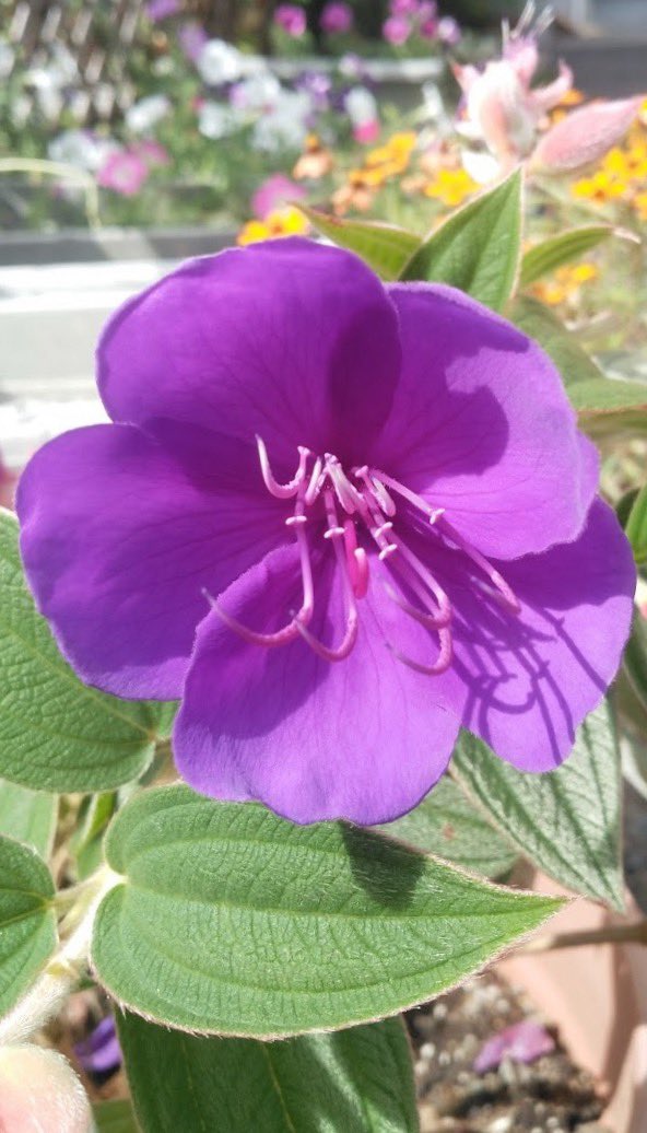 おはともぉ～🌈

☀️朝だ🐓シャキ〜ン☀️

8/24(日)

日勤＆夜勤お疲れ様🤛

🌳ゆ〜っくり深呼吸🌳

朝ウォーキング🏃‍♂️開幕🎵

新型コロナ『ニンバス』拡大中😷

油断せず...感染対策は超大切🤛

💜シコンノボタン📸激写🏡

花言葉🤗感謝🙏共感🤲etc.

いつも有難う😊素敵な週末を👋