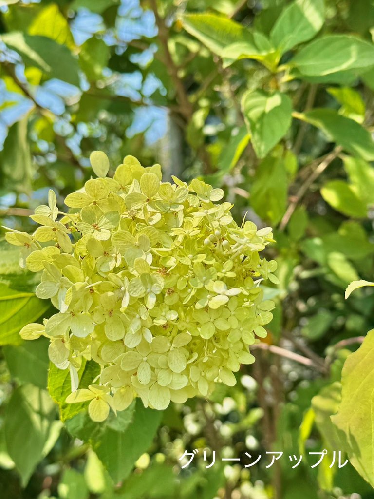 おはようございます.｡.:*☆

煌めく夏の紫陽花｡. ꕤ ꕤ ༚･
ライングリーンが涼しげね.｡. ෆ .｡.

幸せ溢れる日にな〜れଘ(੭*ˊᵕˋ)੭* ੈ♡‧₊˚

優しい繋がりありがとうございますꕤ

#ノリウツギライムライト
#ガーデニング
#TLを花でいっぱいにしよう 
#大切な人