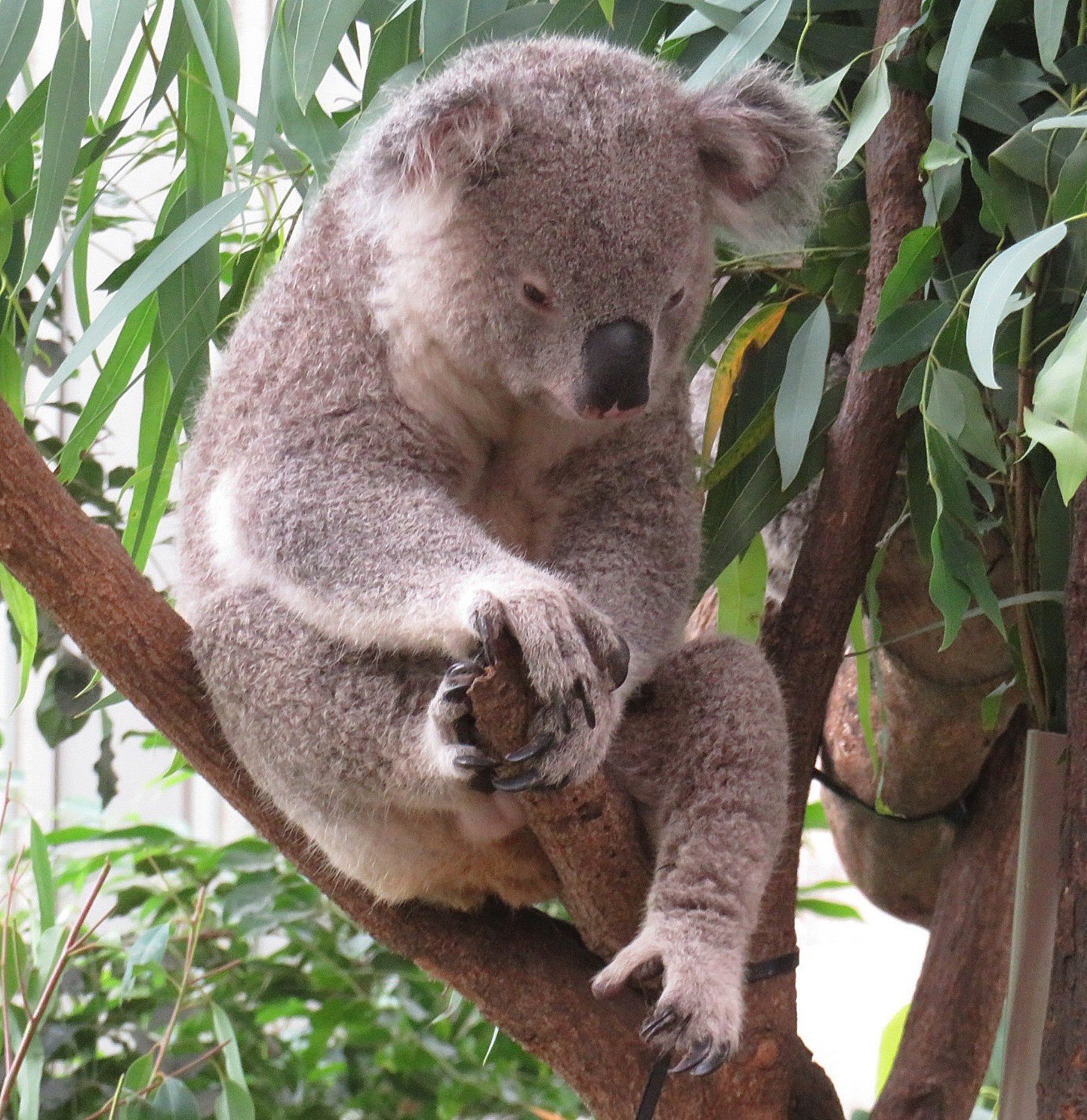 コアラ yasijun🐨🐨🐨コアラーイラストレーター on X: 