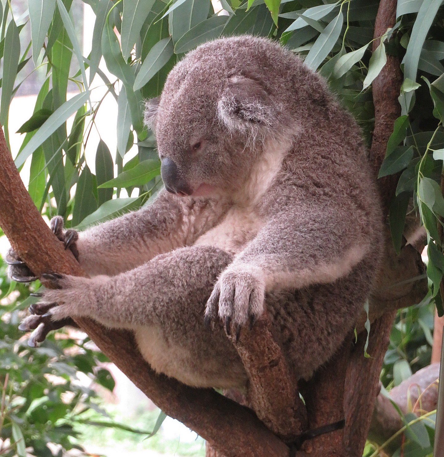 コアラ シャイちゃんも縦に長くなったなあ🐨✨☺️ 20250817