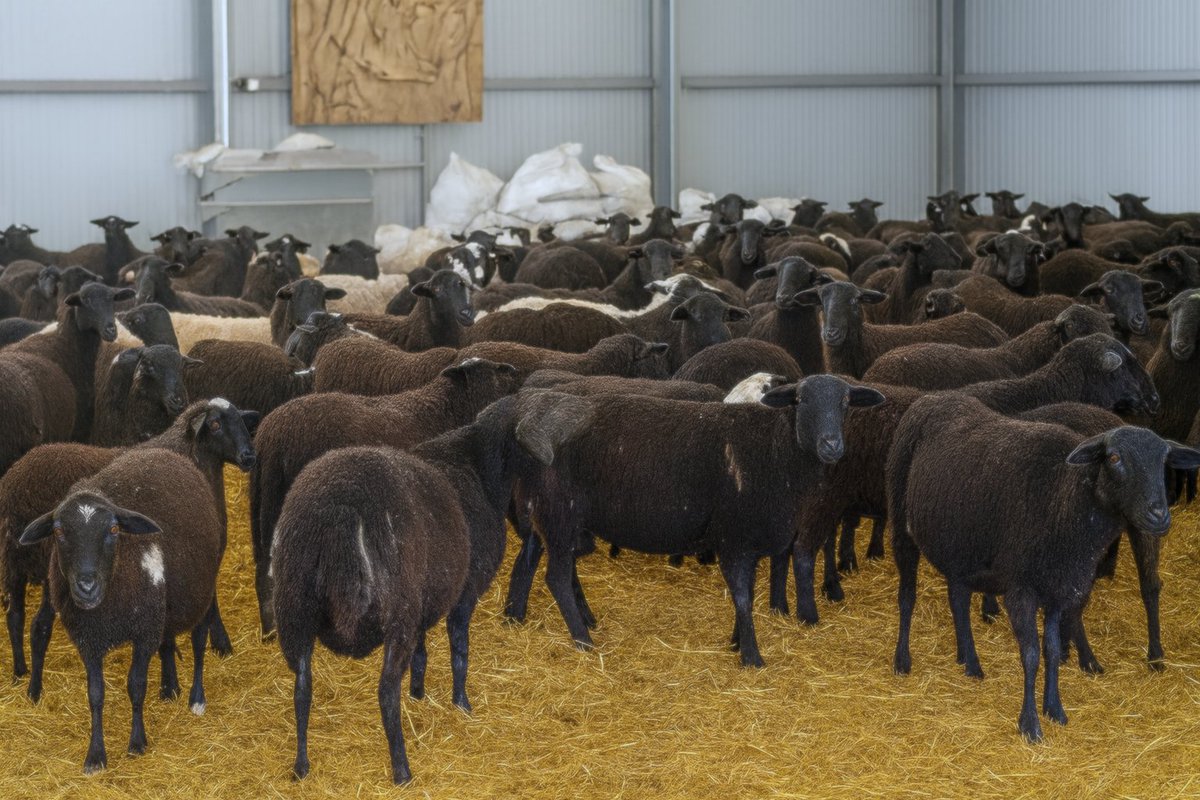 Andrew Freshwater tweet media