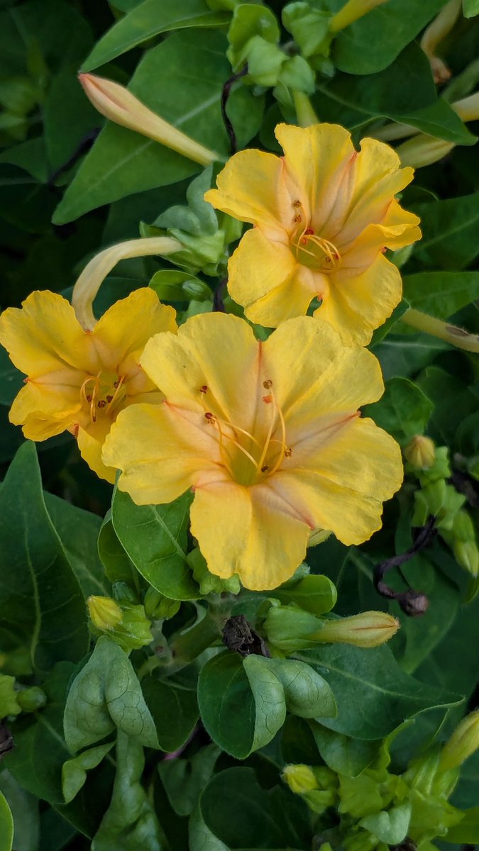 おはようございます☀

8月24日
熱中症に気をつけてお過ごし下さい🍀
穏やかな日曜日になりますように🍀
オシロイバナ💛