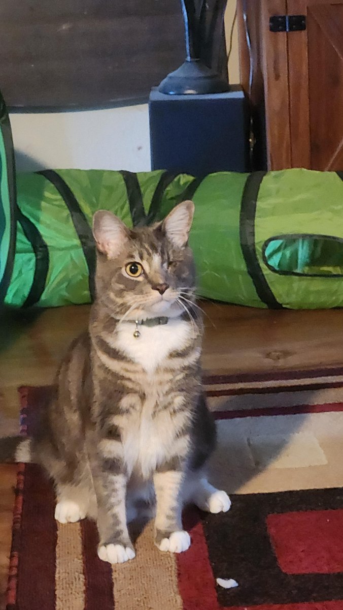 He lost a fight when he was younger [by RedimidoSoy1611]
  
 #cute #kittyCat