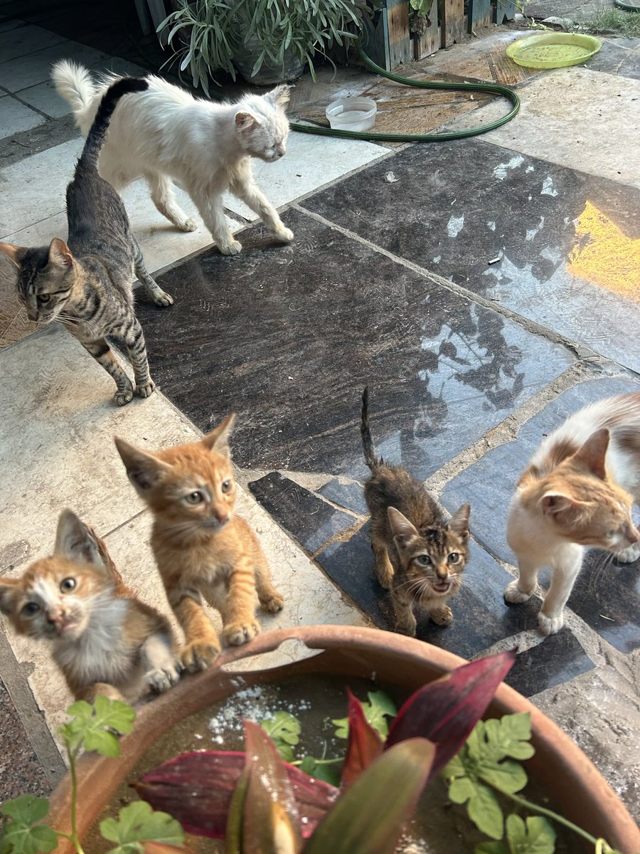 Please, loyalists😔🥺💞 The animal shelter is in desperate need of us.😿🐾🙏🆘 Any help would be greatly appreciated.🐾🙏🤍🌸
PayPal: paypal.me/umaimamohamed
GFM: gofund.me/75c42982